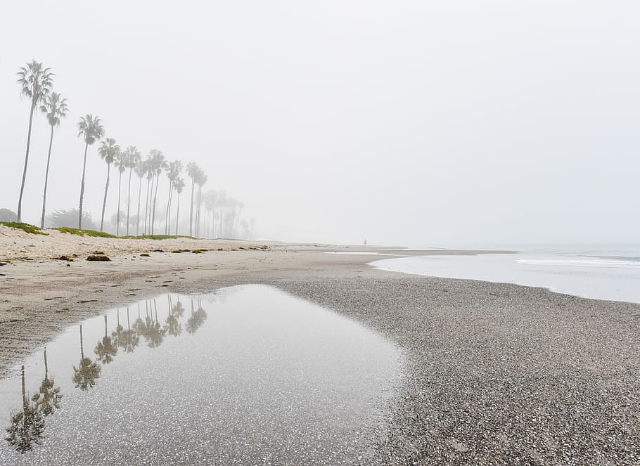 Reflexión, cocoteros en línea, playa, mar, cerca, coco, árboles, durante el día, lloviendo, nublado