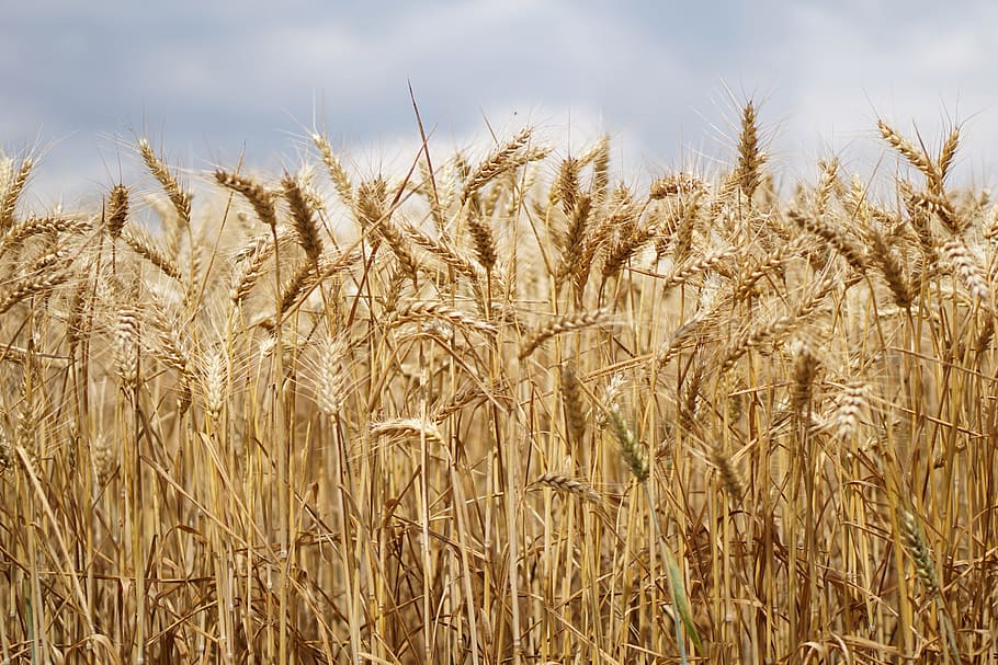 tanaman gandum, putih, awan, ladang gandum, gandum, budidaya gandum, pertanian, ladang, subur, bauer