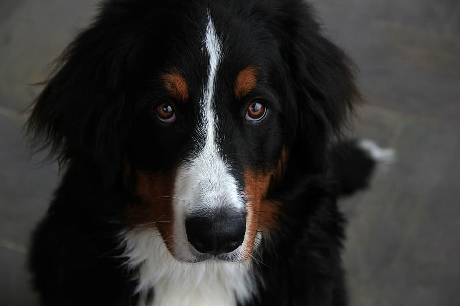 close-up photography, adult bernese mountain dog, dog, bouvier, mountain, pet, bernese, mammal, domestic, animal