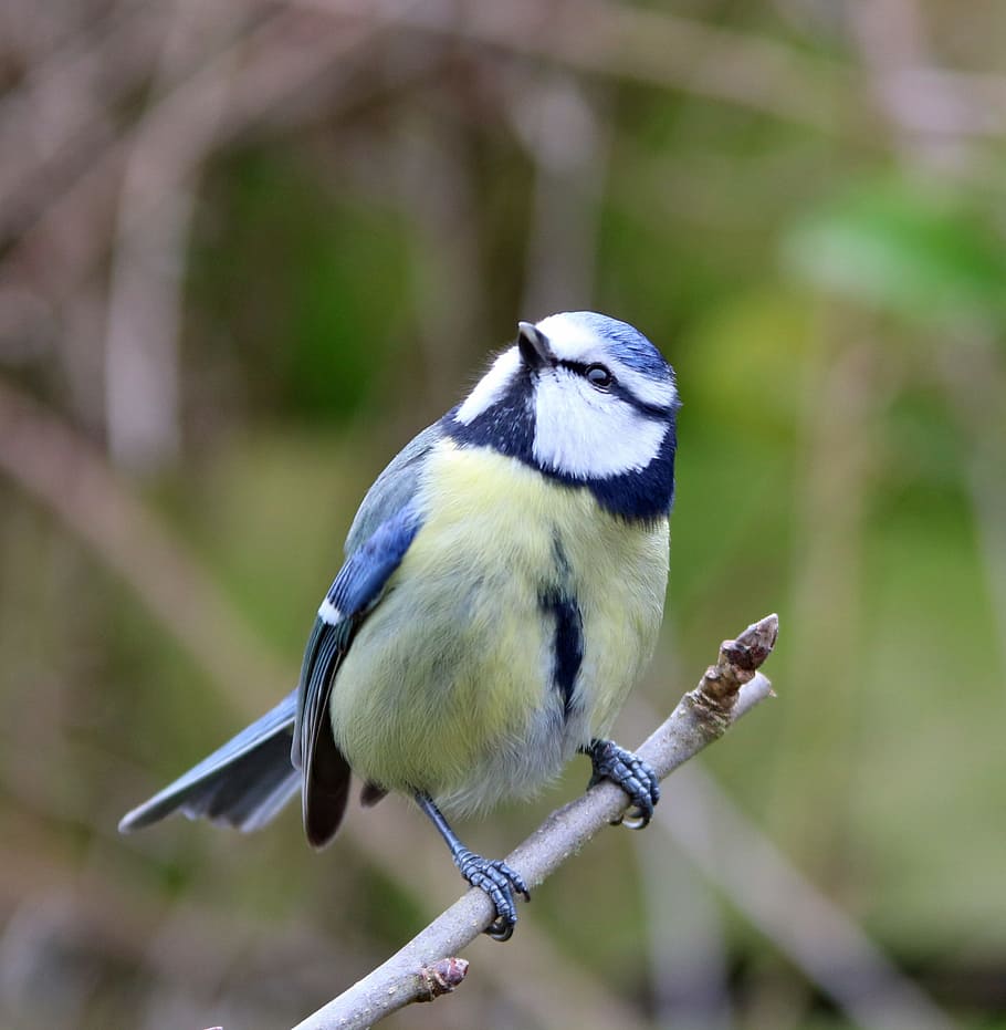 azul, blanco, pájaro, enfoque selectivo, fotografía, amarillo, corto, pico, supacalafragulístico, infatigable