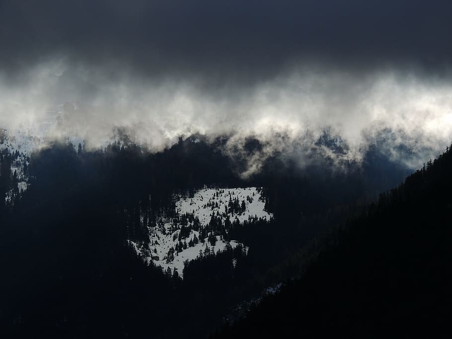 雪に覆われた, 山, コーティングされた, 霧, 風景, ピーク, サミット, 木, 松, ビュー