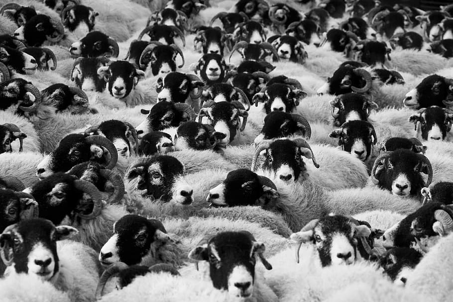 flock, sheep grayscale photo, sheep, agriculture, animals, countryside, crowd, farm, farming, group