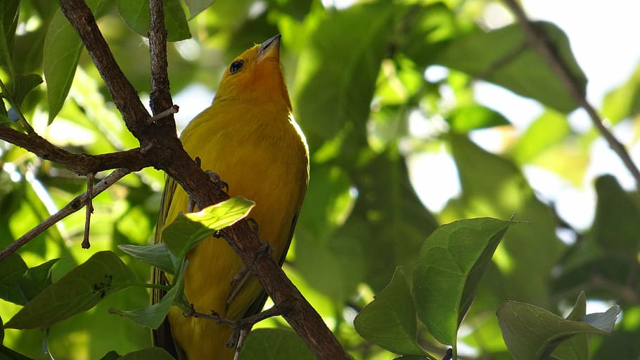 canary, bird, tropical birds, nature, green, animals, animal, wildlife, branch, beak