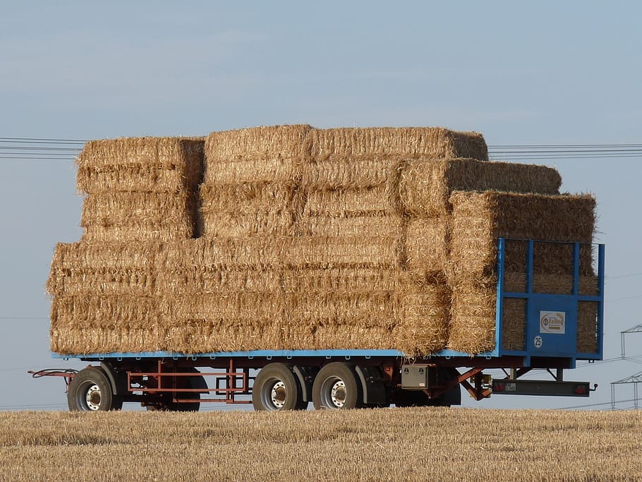 hay wagon, agriculture, harvest, straw bales, bale, hay, farm, harvesting, rural Scene, field