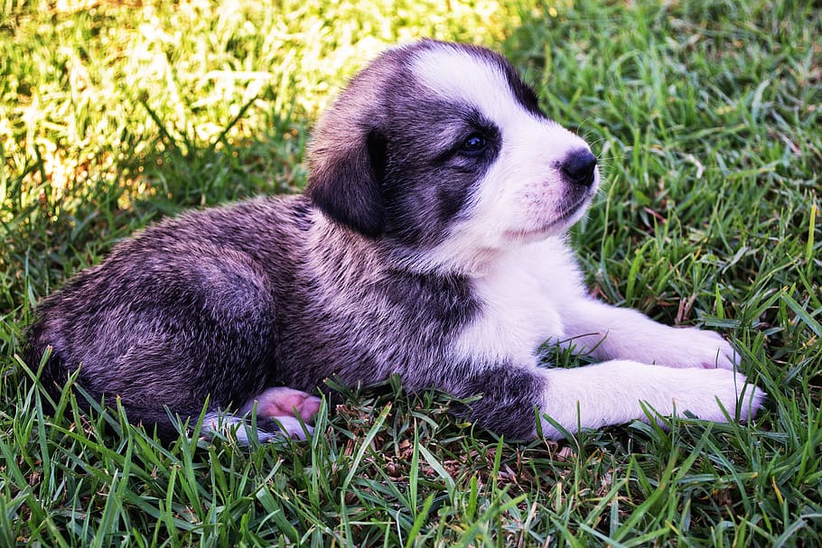 short-coated, black, white, puppy, lying, green, grass, dog, shepherd, cute