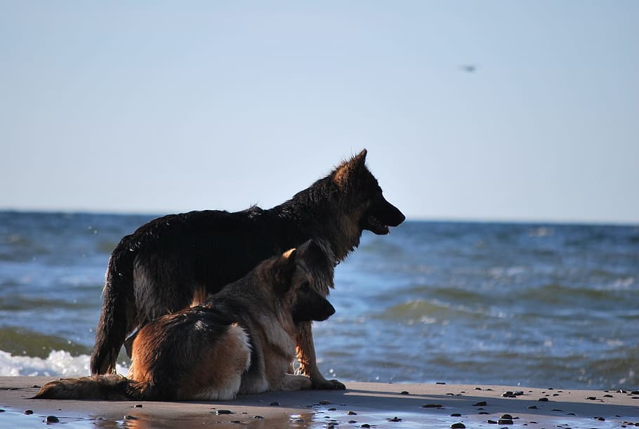 水 バルト海 羊犬 犬 動物 海 哺乳類 自然 ペット アウトドア Pxfuel