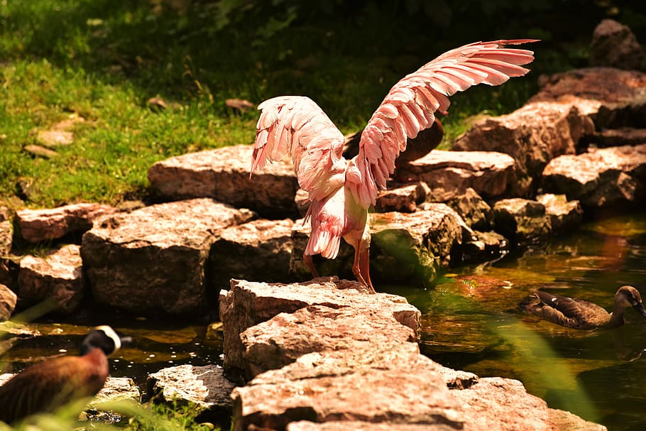 鳥 ピンク 水 動物 羽 色 動物園 水鳥 バランス 自然 Pxfuel