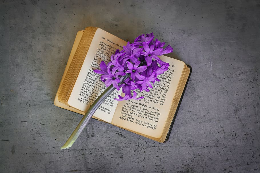 purple, hyacinth flowers, open, book, old, book pages, font, old book, used, flower