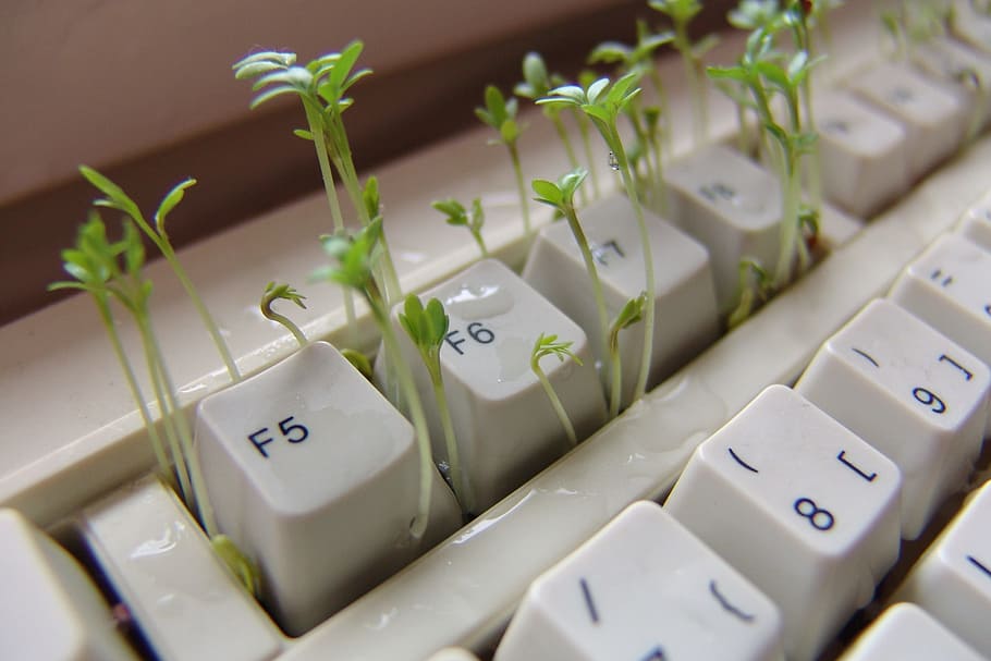 closeup, green, seedlings, white, computer keyboard, green plants, cress, keyboard, computer, spice