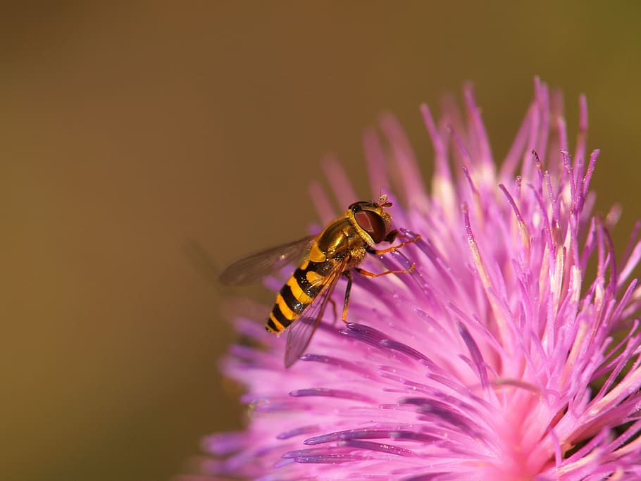 hoverfly, animal, insect, blossom, bloom, flower, macro, close up, fly, syrphidae