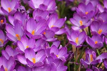 紫色のクロッカスの花写真 Pxfuel