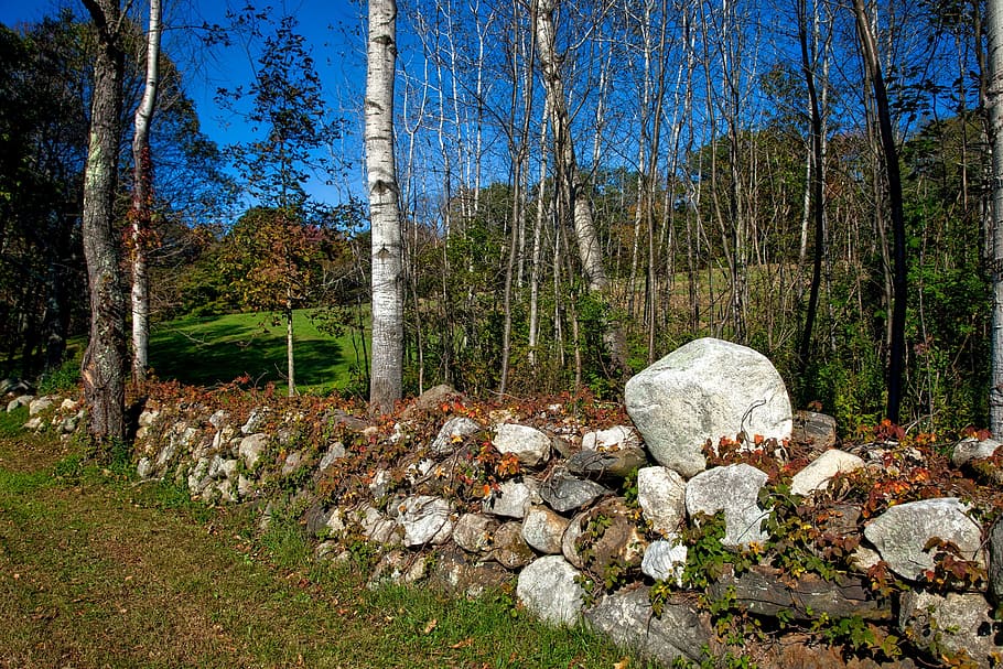 stone wall, fence, rocks, boulders, autumn, fall, foliage, landscape, scenic, connecticut
