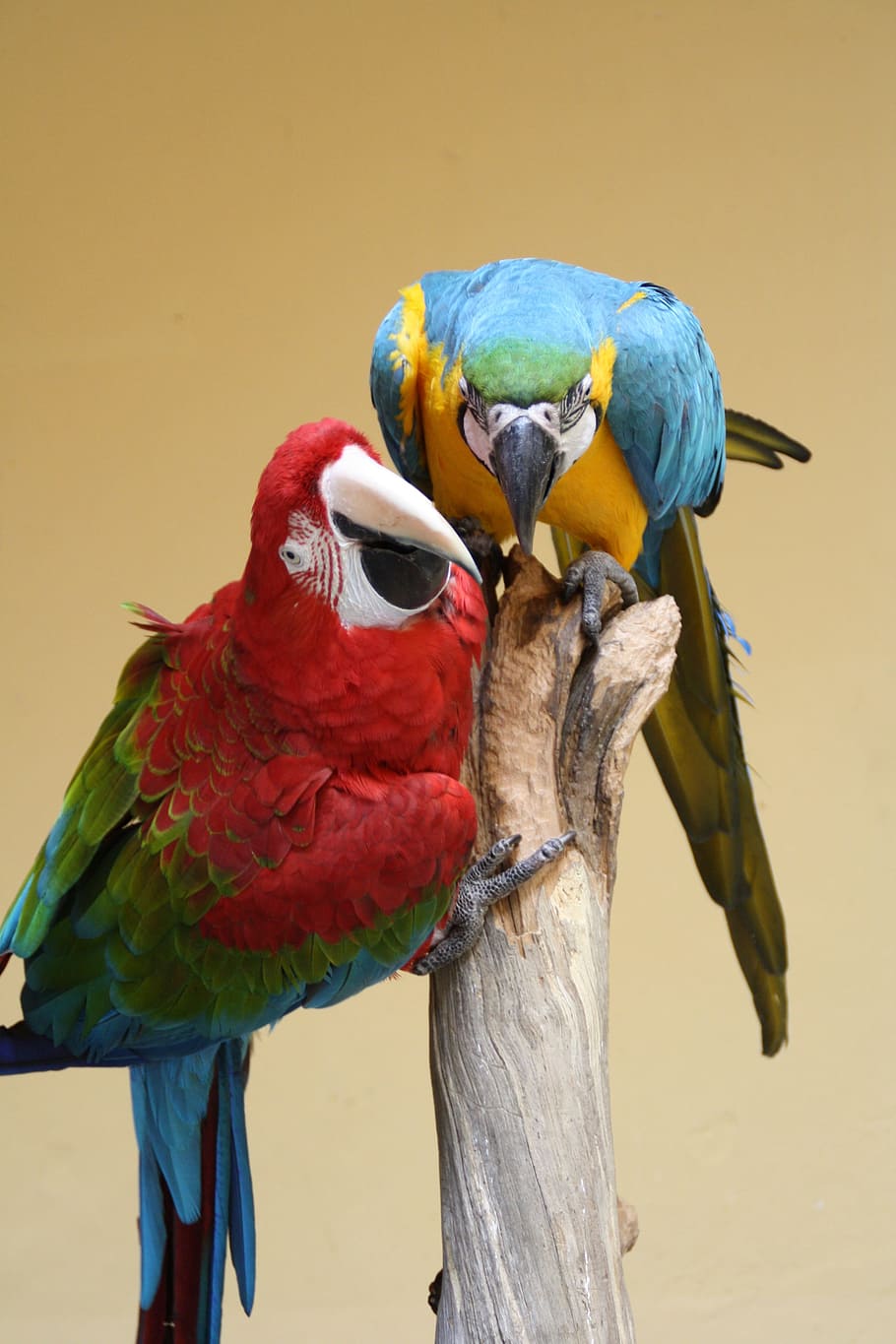 Parrot, Ara, Bird, Colorful, Animal, color, birds, feather, nature, beautiful
