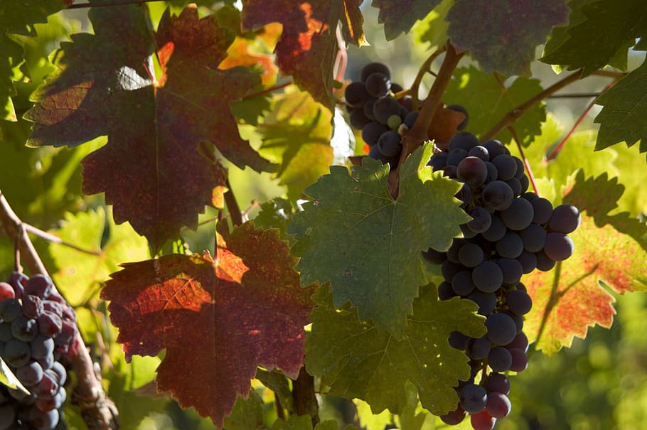 uvas, vinho, folhas de outono, uva, videira, vinhedo, frutas, outono, agricultura, adega