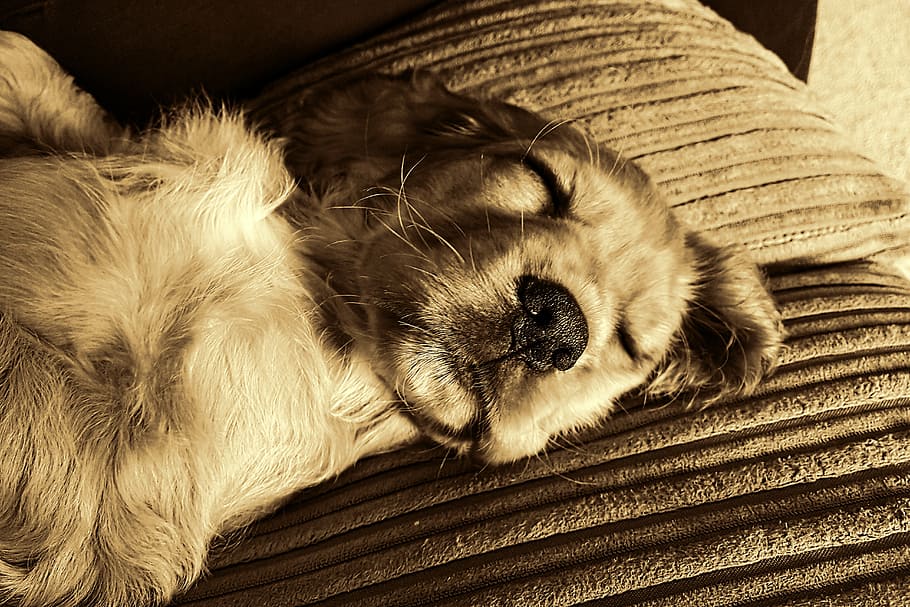 ゴールデンレトリバーの子犬, 犬, ペット, 動物の肖像画, 小型犬, 眠る, 子犬, レトロな外観, レトロ, 飼い猫
