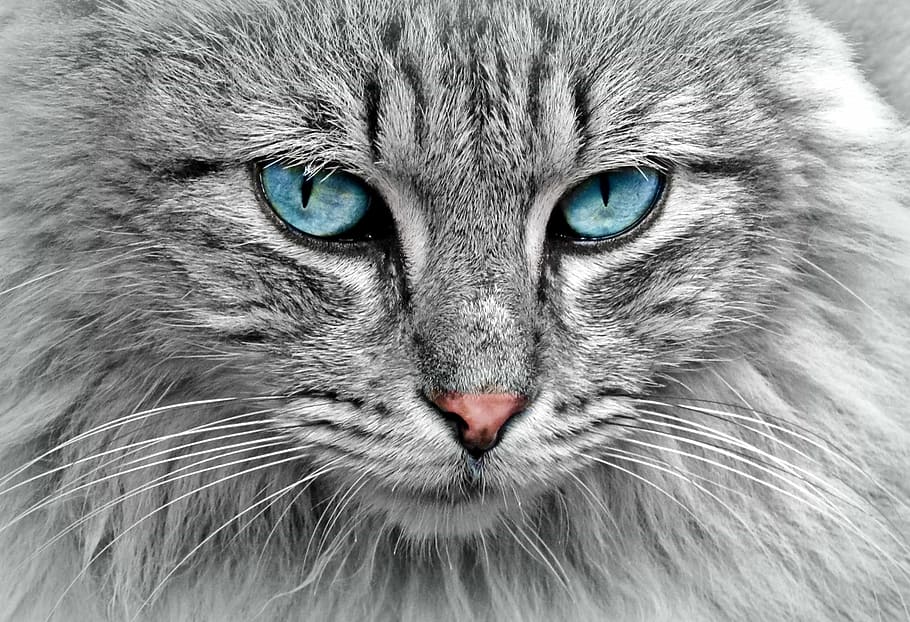 gato gris de pelo largo, animal, retrato de gato, caballa, ojos de gato, mascota, pelaje, gato doméstico, adidas, cerrar