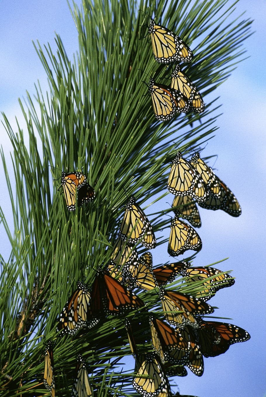 close, photography, group, monarch, tiger swallowtail butterflies, monarch butterflies, butterfly, insects, limb, branch