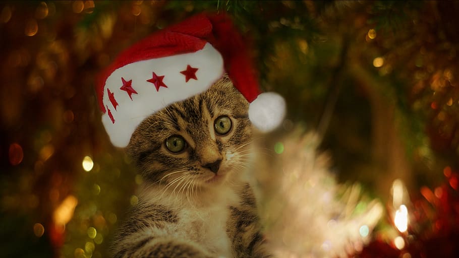 gato, pequeño, caballa, navidad, sombrero de santa, gatito, gato doméstico, mascota, lindo, dulce