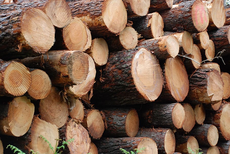 wood, lena, cut, talar, mount, trunks, trunk, winter, cut trunk, cut firewood