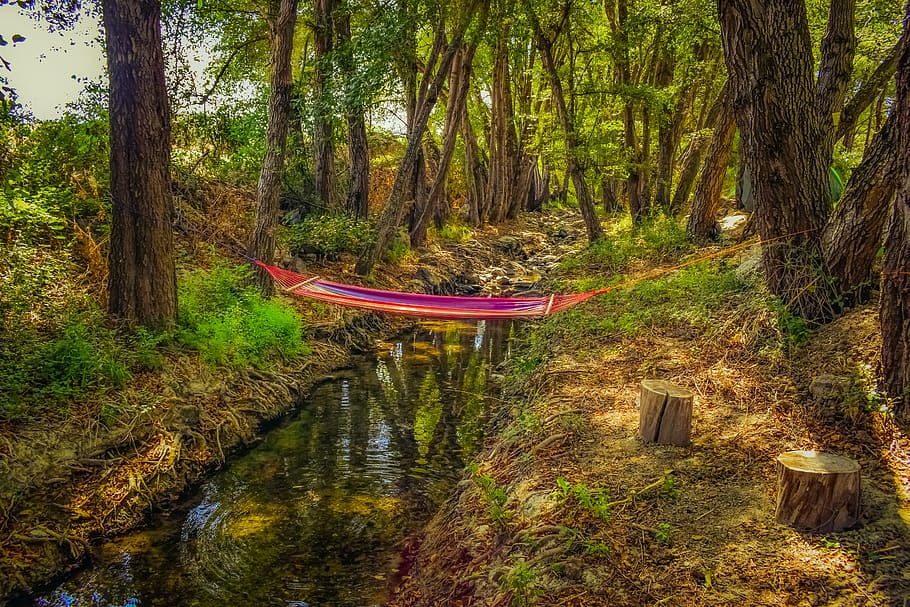 hammock, stream, woods, forest, nature, creek, river, trees, scenic