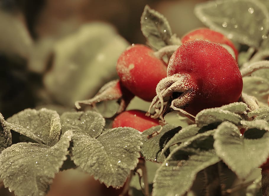 nature, wild rose, dog-rose, rose, frost, night, food and drink, food, healthy eating, plant part