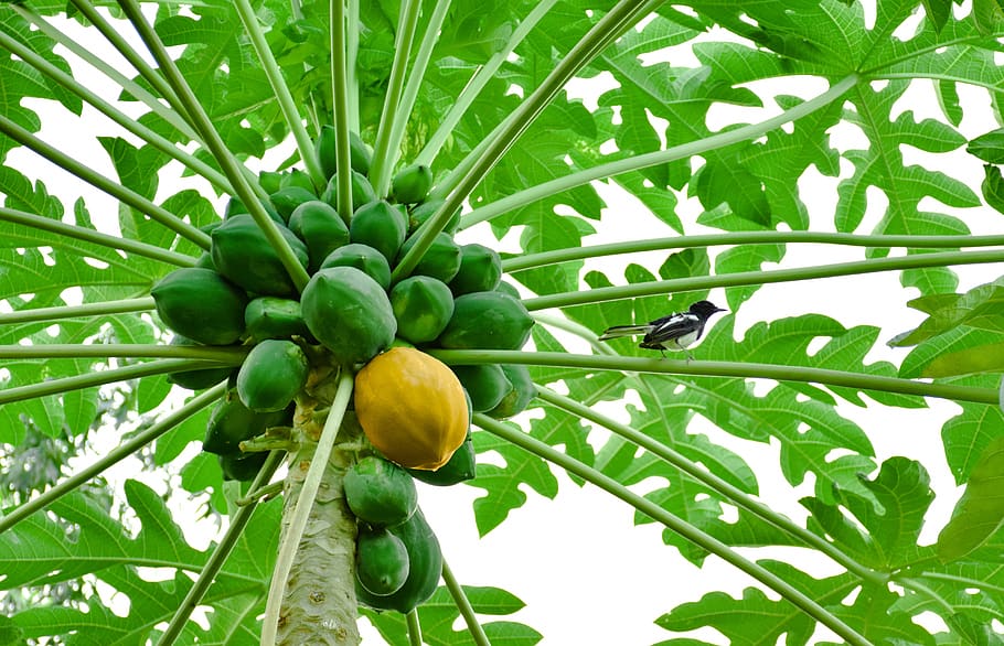 papaya, yellow papaya, green papaya, yellow, fruit, tropical, food, healthy, fresh, organic