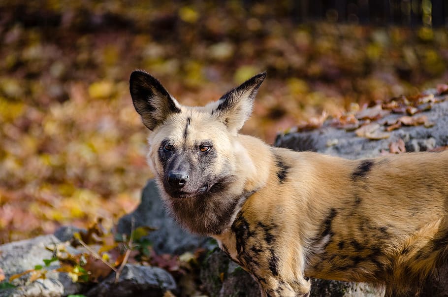 selective, focus photo, brown, black, fox, african hunting dog, african painted dog, african wild dog, animal, canine