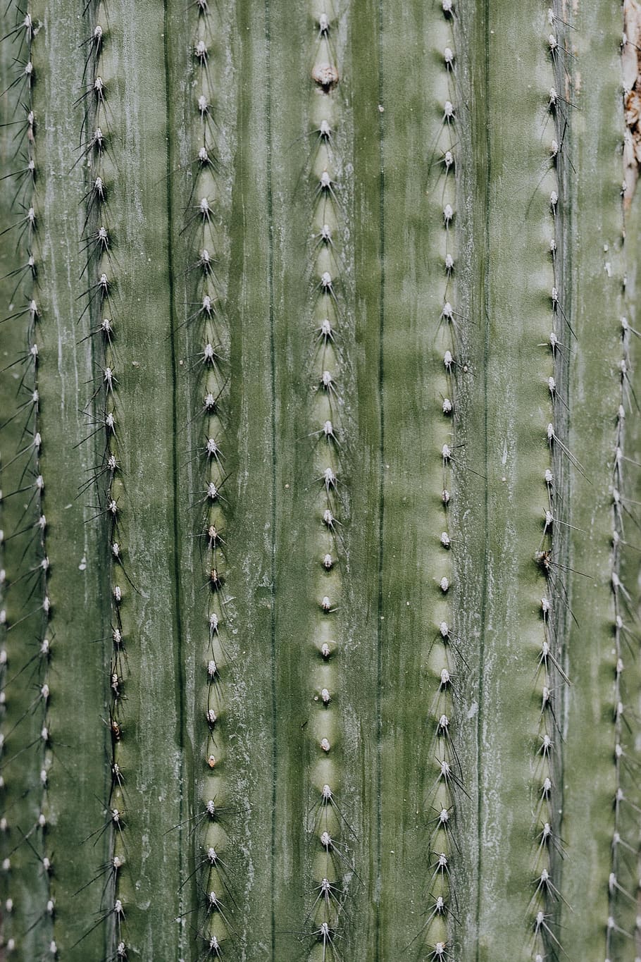 cactus, suculentas, naturaleza, planta, fondo, resumen, españa, madrid, mixto, fotograma completo
