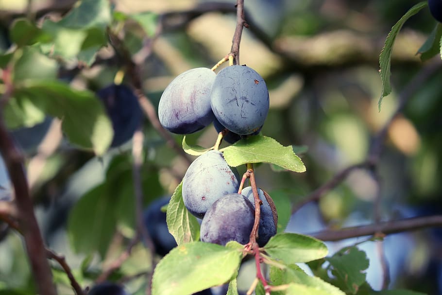plums, fruit, stone fruit, fruits, branch, violet, delicious, healthy, ripe, plum tree
