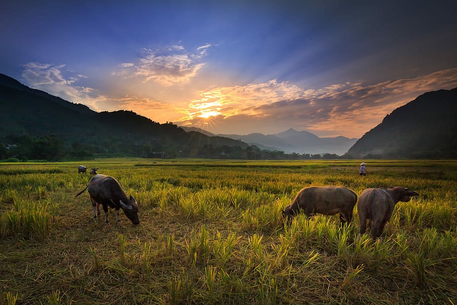 water buffalo, eating, grass, sunset, buffalo on the rice field, nice, green, background, buffalo, scenery