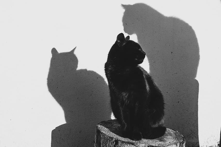 foto abu-abu, kucing, potongan kayu, hewan, hitam dan putih, hitam, putih, anak kucing, bayangan, berjemur
