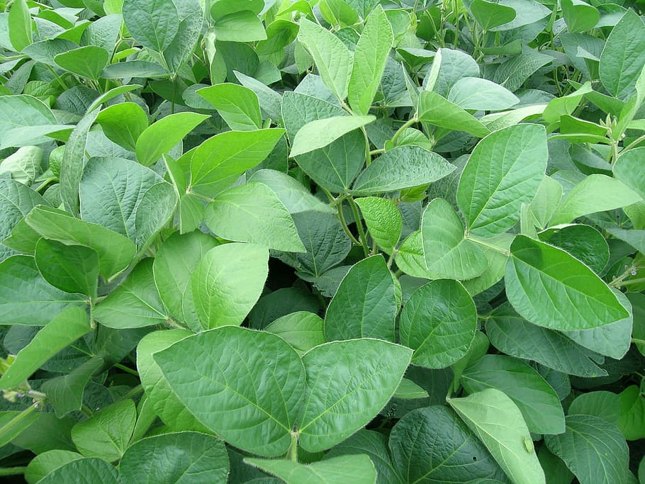 Soy, Legumes, Crops, leaf, green color, freshness, food and drink, vegetable, plant, plant part