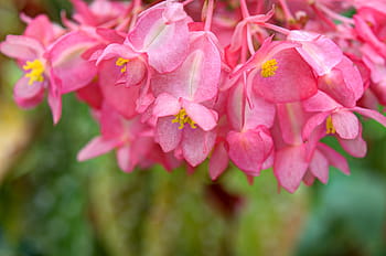 Fotos begonias arbustivas libres de regalías | Pxfuel