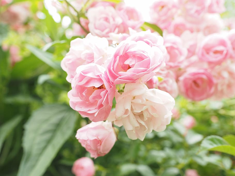 superficial, foto de enfoque, rosa, rosas, rosal rosado claro, rosas de jardín, flor, floración, jardín, planta