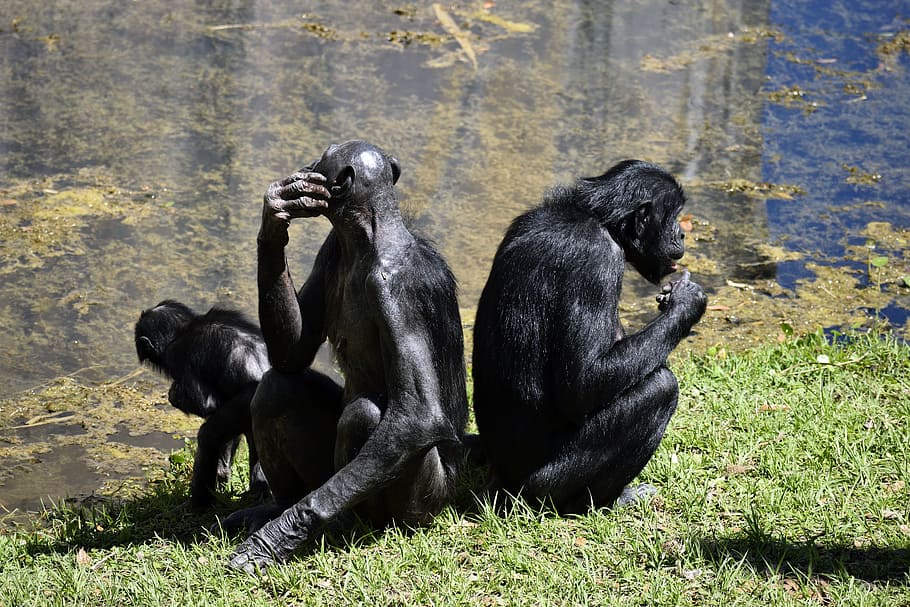 Bonobo simios, primates, zoológico, reserva animal, mono, animal, mamífero, naturaleza, salvaje, vida silvestre