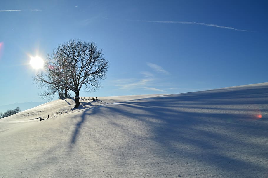 tree, snowfield, clear, sky, winter, snow, allgäu, landscape, back light, trees