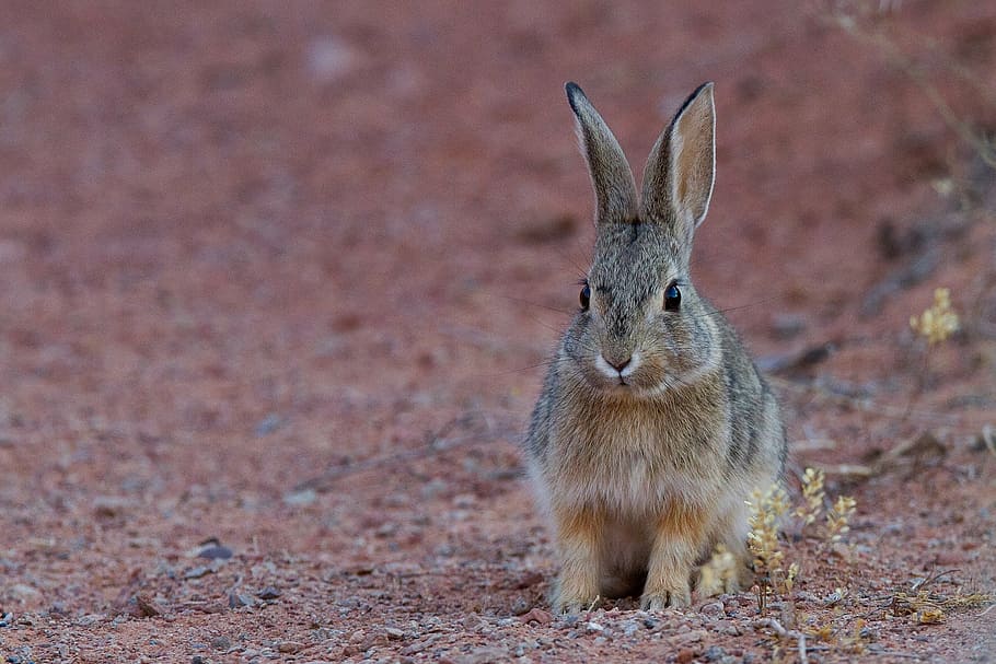 black, brown, rabbit, standing, ground, desert cottontail, bunny, hare, wildlife, nature