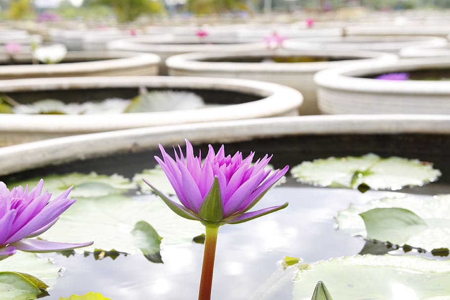 water lily, blooming, pond, sung flower, thailand, flower, flowering plant, plant, beauty in nature, freshness