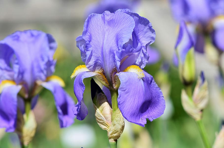 selective, focus photography, purple, petaled flowers, iris, iris flower, schwertliliengewaechs, blossom, bloom, flower