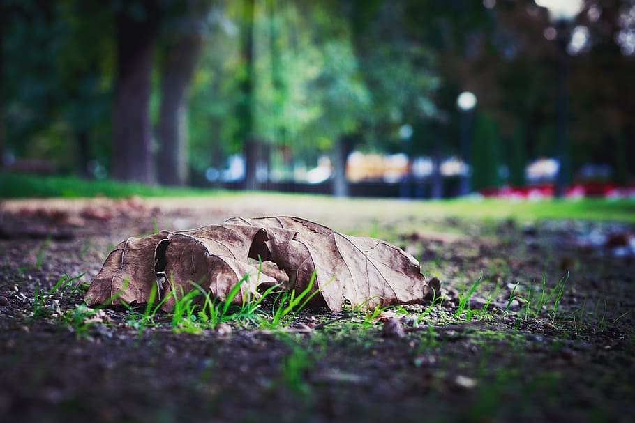 blur, close-up, daylight, dried leaf, environment, fallen leaves, field, focus, grass, ground