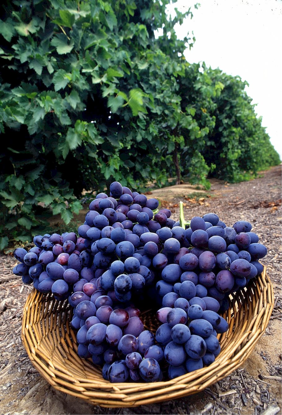 basket, blueberries, ground, daytime, grapes, autumn royal, seedless, fruit, vineyard, clusters