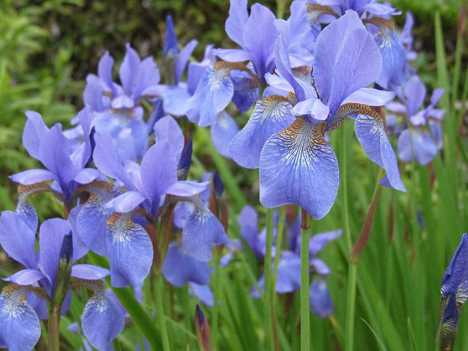 iris, azul, Flor, planta floreciente, planta, belleza en la naturaleza,  frescura, crecimiento, púrpura, primer plano | Pxfuel