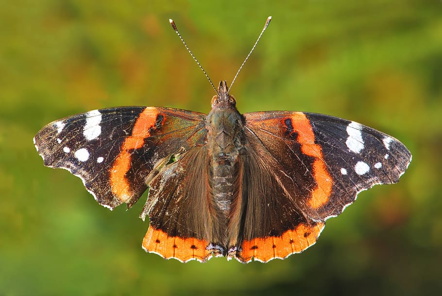 Butterfly, Red Admiral, Vanessa Atalanta, attacked, damaged wing, adult, orange, colorful, antenna, insect