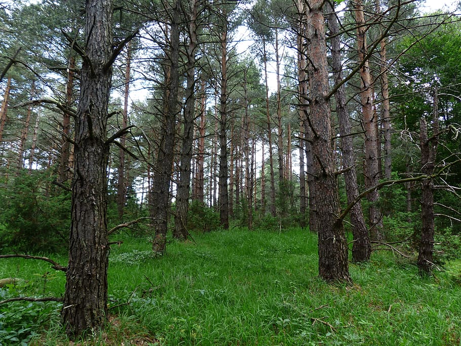 forest, white, sky, Pine Forest, Tree Trunks, trees, forestry, pine, forlen, pinus