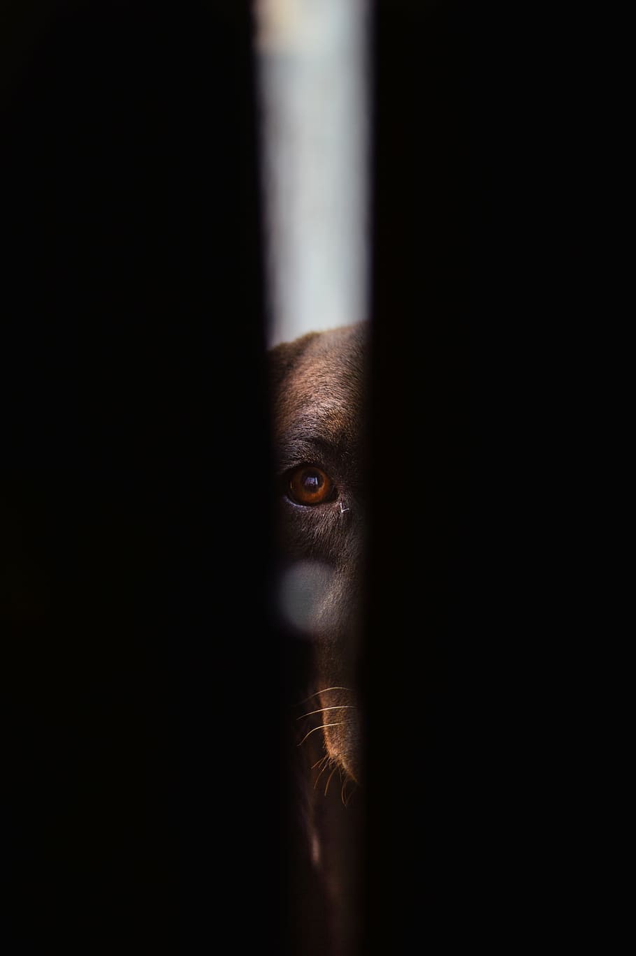 close-up photo, dog, watching, hole, dark, black, animal, pet, eye, spooky