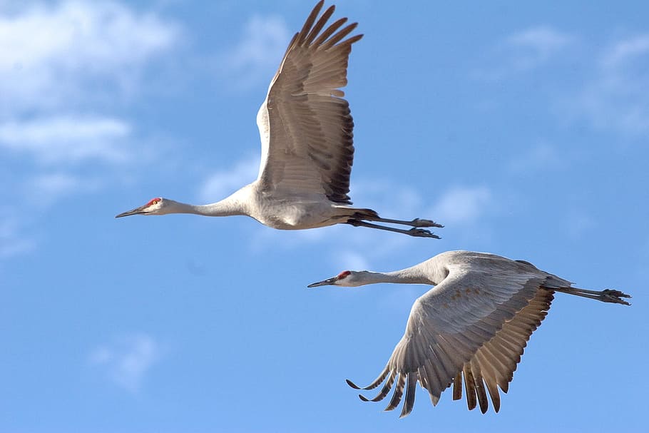 timelapse photography, two, white, birds, sandhill cranes, wildlife, crane, flying, nature, animal wildlife