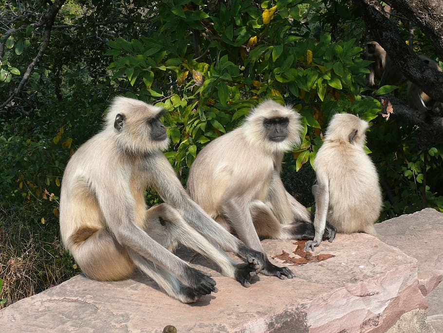 哺乳類 動物の世界 動物 猿 自然 旅行 インド 類人猿 動物のテーマ 動物のグループ Pxfuel