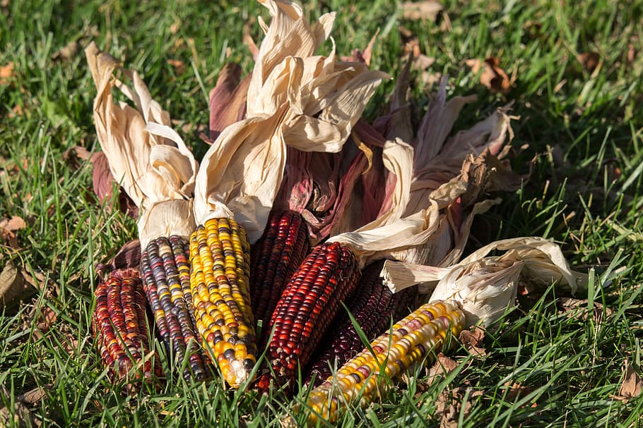 nature, food, fall, flora, agriculture, corn, plant, day, grass, vegetable