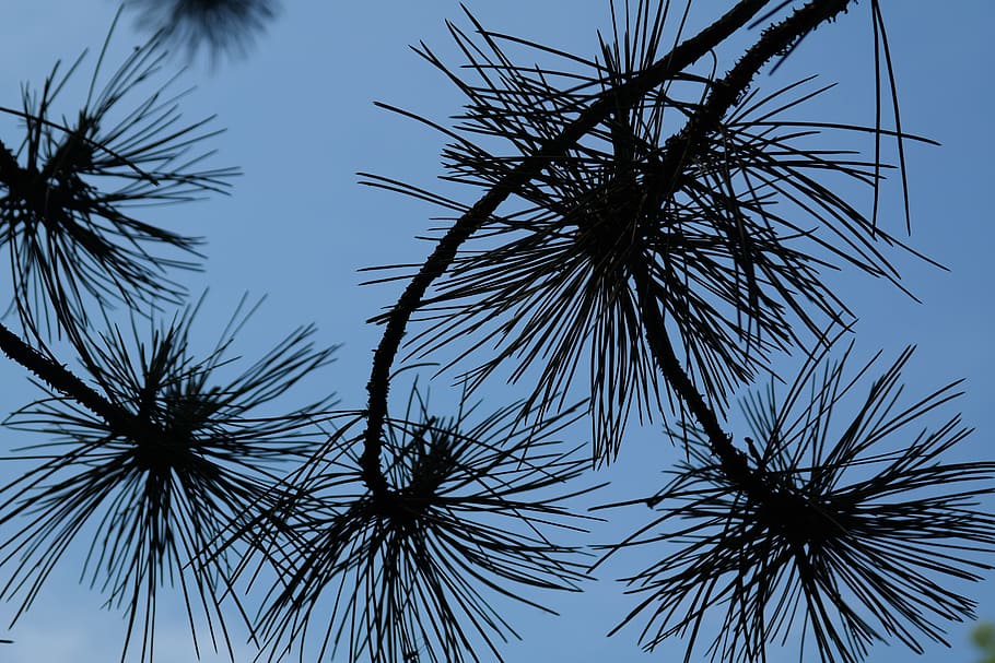 Branch, Pine, Needles, pine needles, black pine, tree, conifer, pinus nigra, two needles, pinus