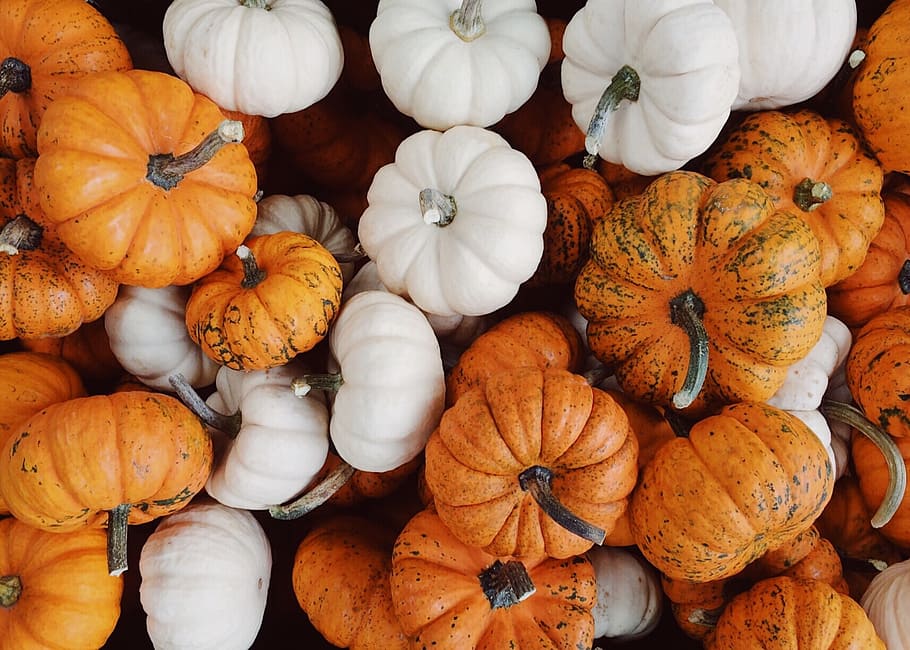 calabazas, otoño, cosecha, octubre, calabaza, comida, frescura, comida y bebida, vegetales, bienestar